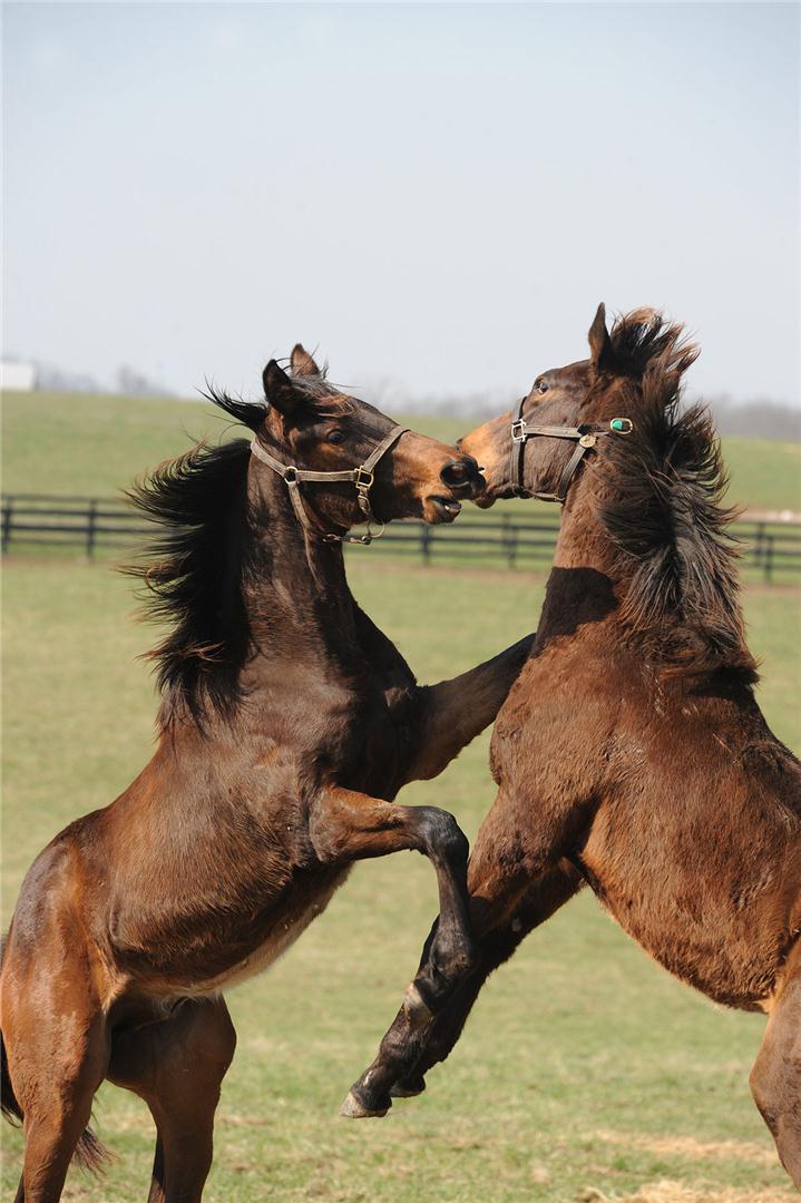 Photo Tour Denali Stud Thoroughbred farm in Paris, KY