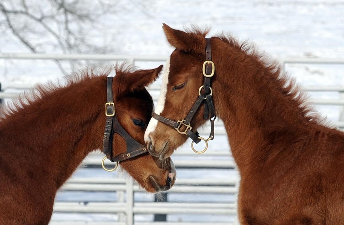 Photo Tour Denali Stud Thoroughbred farm in Paris, KY