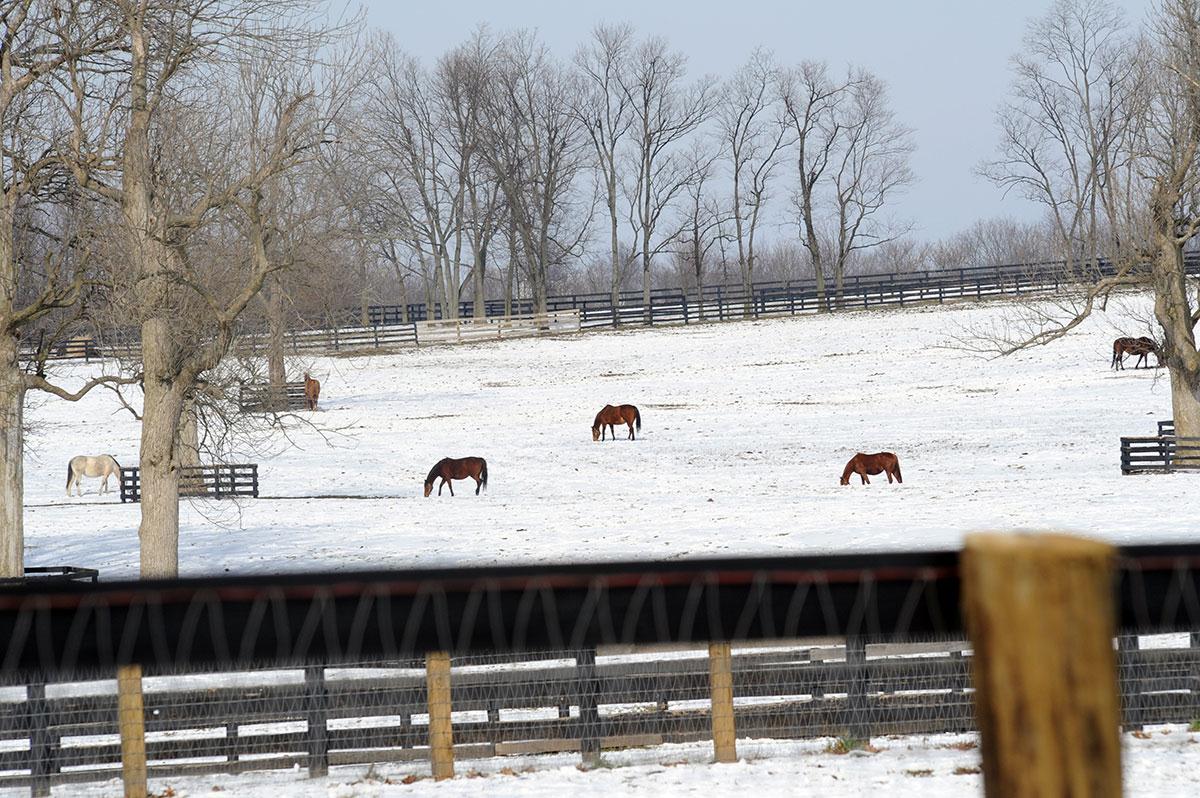 Photo Tour Denali Stud Thoroughbred farm in Paris, KY